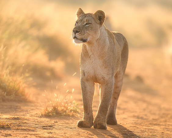 BON-South-Africa-Madikwe-Hills-Safari-Lioness - May 2026 - 5:4