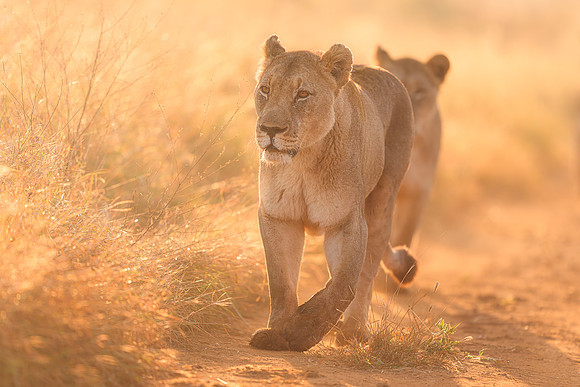 BON-South-Africa-Madikwe-Hills-Safari-Lioness-Pride - May 2026 - 3:2