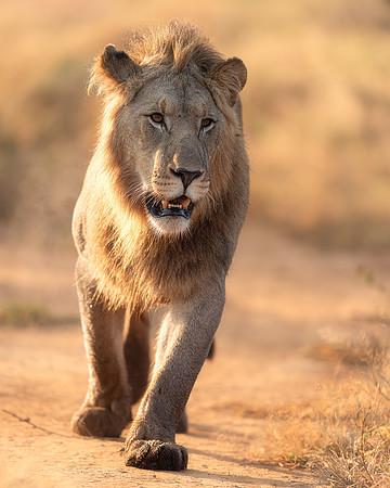 BON-South-Africa-Madikwe-Hills-Safari-Male-Lion- May 2026 - 4:5