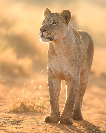BON-South-Africa-Madikwe-Hills-Safari-Lioness - May 2026 - 4:5