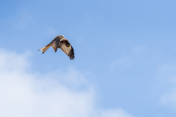 BON-Red-Kite-in-flight-Avoca-Bird-of-Prey - Feb 2022 3:2