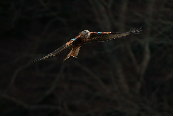 BON-Red-Kite-in-flight-Avoca-Bird-of-Prey - Feb 2022 3:2