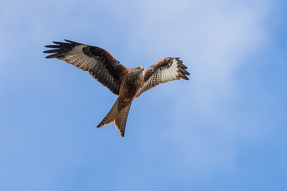 _DSC4984-Edit