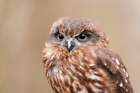 BON-Birds-of-Prey-Chilli-Boobook-Owl - Feb 2023 - 3:2