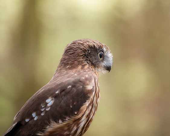 BON-Birds-of-Prey-Chilli-Boobook-Owl - Feb 2023 - 4:5