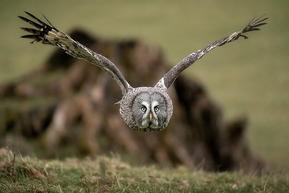 BON-Birds-of-Prey-Great-Grey-Owl - Stanley - Feb 2023 - 3:2
