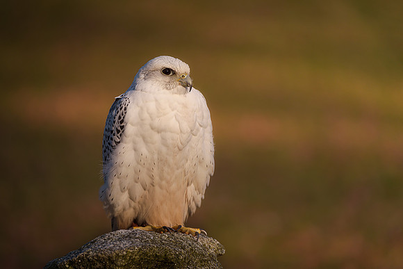 BON-Birds-of-Prey-Barn-Gyrfalcon - Feb 2023 - 3:2