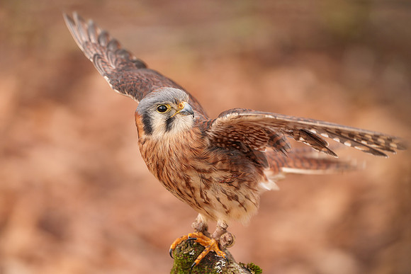 BON-Bird-of-Prey-American-Kestrel - Feb 2023 - 3:2