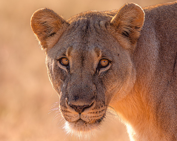 BON-South-Africa-Madikwe-Hills-Safari-Lioness - May 2026 - 5:4