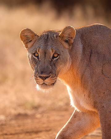 BON-South-Africa-Madikwe-Hills-Safari-Lioness - May 2026 - 4:5