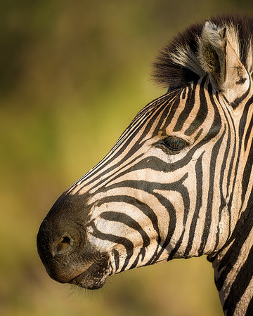 BON-South-Africa-Madikwe-Hills-Safari-Zebra - May 2026 - 4:5