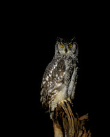 BON-South-Africa-Madikwe-Hills-Safari-African-Spotted-Eagle-Owl - May 2026 - 4:5