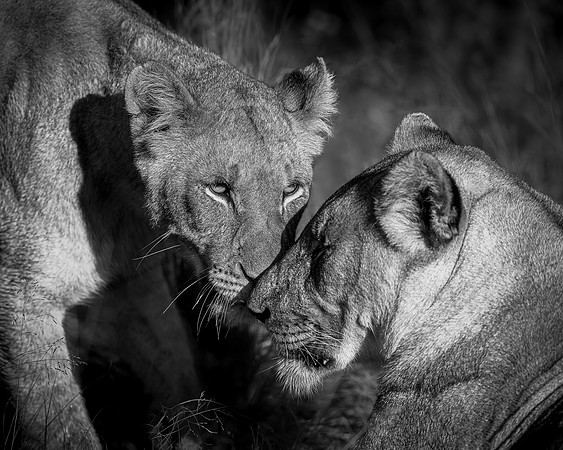 BON-South-Africa-Madikwe-Hills-Safari-Lion-Lioness-Mating-Mono -  May 2026 - 5:4