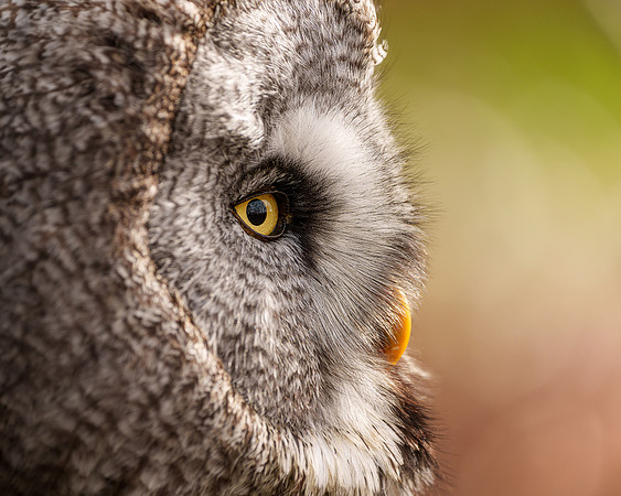 BON-Birds-of-Prey-Great-Grey-Owl - Stanley - Feb 2023 - 4:5