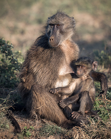 BON-South-Africa-Madikwe-Hills-Safari-African-Baboon-Baby - May 2026 - 4:5