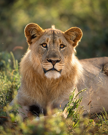 BON-South-Africa-Madikwe-Hills-Safari-Young-Male-Lion- May 2026 - 4:5