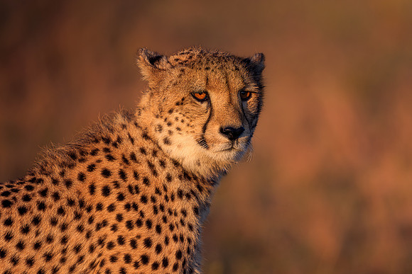BON-South-Africa-Madikwe-Hills-Cheetah - May 2026 - 3:2