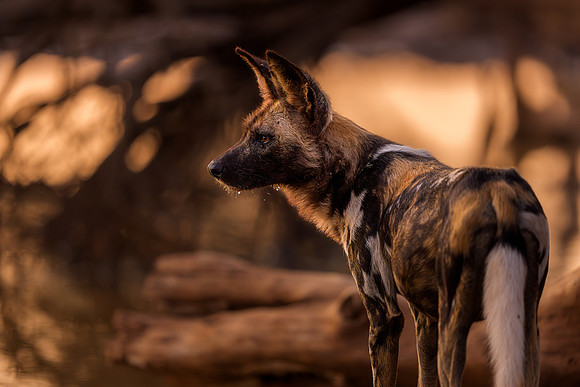 BON-South-Africa-Madikwe-Hills-Safari-Wild-Dogs - May 2026 - 3:2