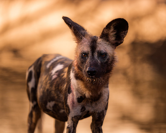 BON-South-Africa-Madikwe-Hills-Safari-Wild-Dogs - May 2026 - 5:4