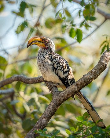 BON-South-Africa-Madikwe-Hills-Safari-Southern-Yellow-Billed-Hornbill-Flying-Banana - May 2026 - 4:5