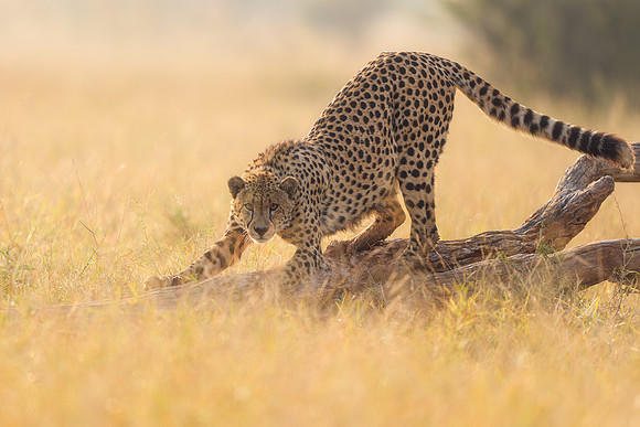 BON-South-Africa-Madikwe-Hills-Cheetah - May 2026 - 3:2