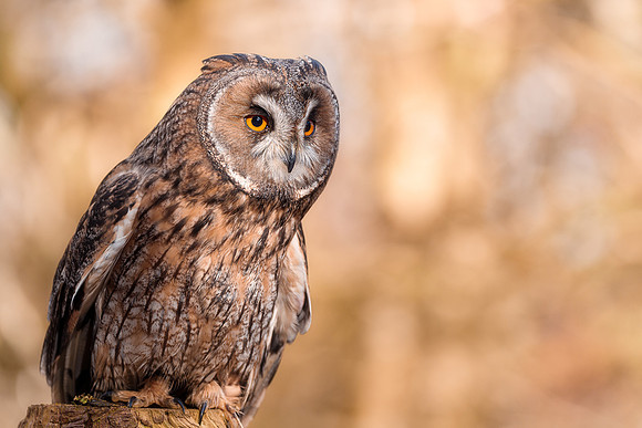BON-Birds-of-Prey-Long-Eared-Owl-Spook -  Feb 2023  - 3:2