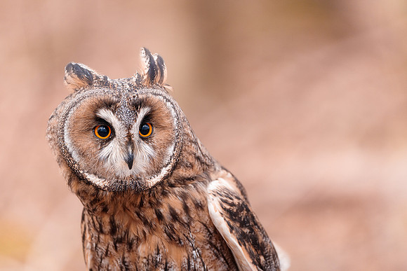 BON-Birds-of-Prey-Long-Eared-Owl-Spook -  Feb 2023  - 3:2