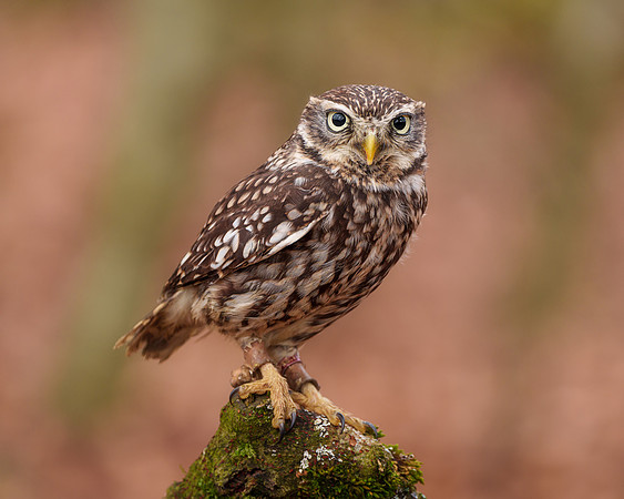 BON-Birds-of-Prey-Gizmo-Little-Owl -  Feb 2023 - 4:5