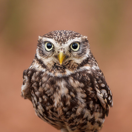 BON-Birds-of-Prey-Gizmo-Little-Owl -  Feb 2023 - Square