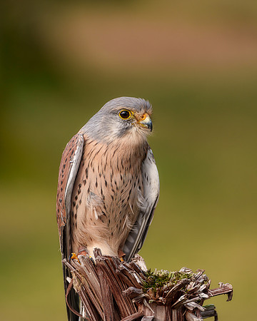 BON-Birds-of-Prey-Peregrine-Falcon -  Feb 2023 - 4:5
