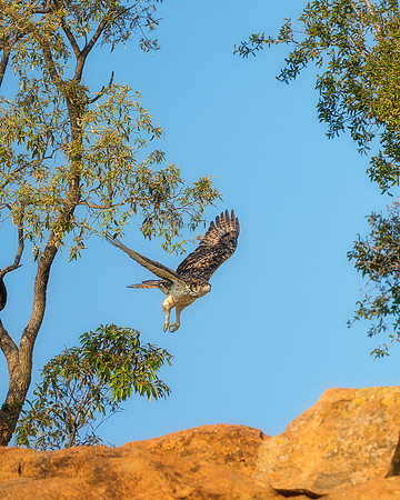 BON-South-Africa-Madikwe-Hills-Bird-of-Prey-African-Hawk-Eagle - May 2026 - 4:5