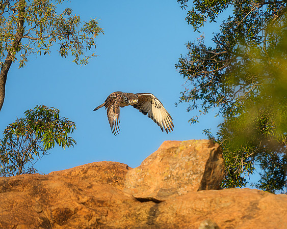 BON-South-Africa-Madikwe-Hills-Bird-of-Prey-African-Hawk-Eagle - May 2026 - 5:4