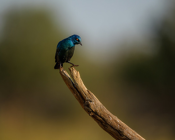 BON-South-Africa-Madikwe-Hills-Safari-Cape-Starling-Bird - May 2026 - 5:4