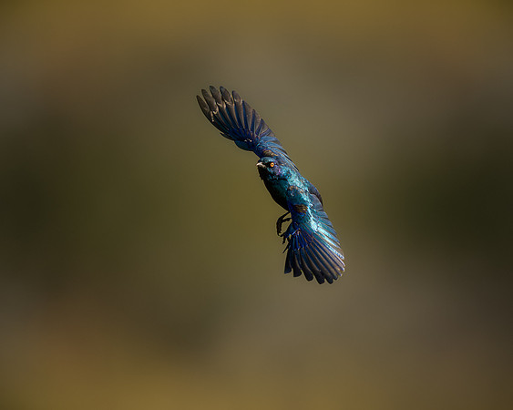 BON-South-Africa-Madikwe-Hills-Safari-Cape-Starling-Bird - May 2026 - 5:4