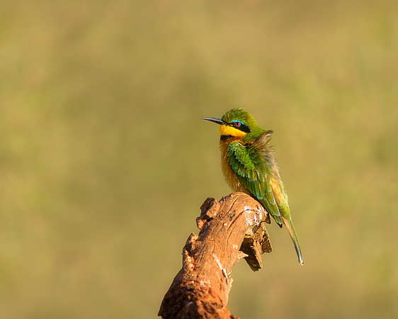 BON-South-Africa-Madikwe-Hills-Safari-Bee-eater-Bird - May 2026 - 5:4