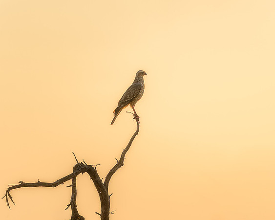 BON-South-Africa-Madikwe-Hills-Bird-of-Prey - May 2026 - 5:4