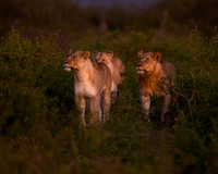 BON-South-Africa-Madikwe-Hills-Safari-Lion-Pride - May 2026 - 5:4