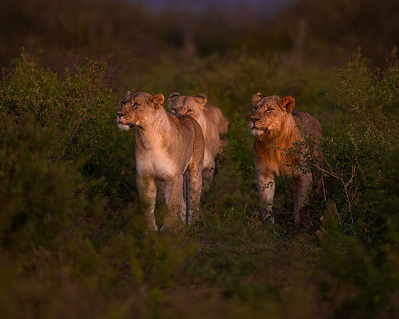 BON-South-Africa-Madikwe-Hills-Safari-Lion-Pride - May 2026 - 5:4