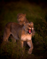 BON-South-Africa-Madikwe-Hills-Safari-Lioness - May 2026 - 4:5