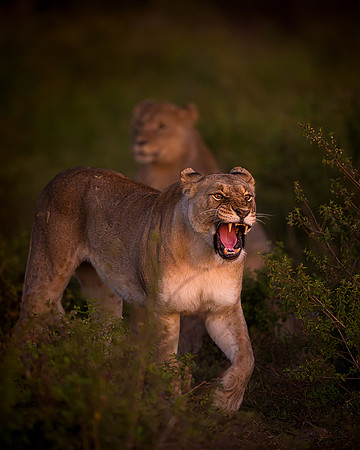 BON-South-Africa-Madikwe-Hills-Safari-Lioness - May 2026 - 4:5