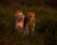 BON-South-Africa-Madikwe-Hills-Safari-Lion-Pride - May 2026 - 5:4
