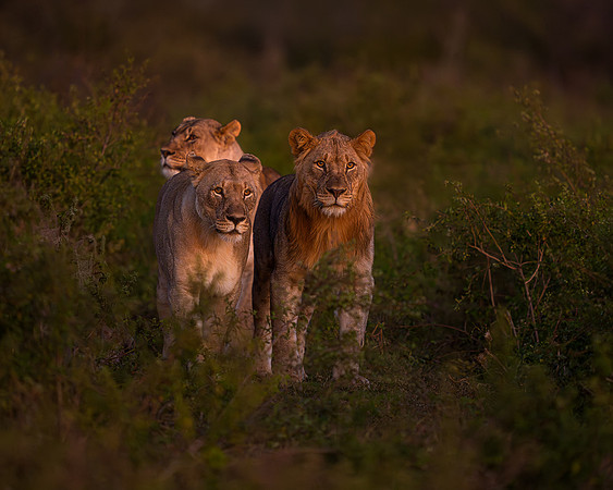 BON-South-Africa-Madikwe-Hills-Safari-Lion-Pride - May 2026 - 5:4