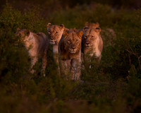 BON-South-Africa-Madikwe-Hills-Safari-Lion-Pride - May 2026 - 5:4