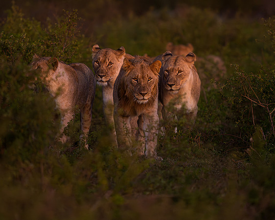 BON-South-Africa-Madikwe-Hills-Safari-Lion-Pride - May 2026 - 5:4