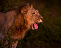 BON-South-Africa-Madikwe-Hills-Safari-Young-Male-Lion - May 2026 - 5:4