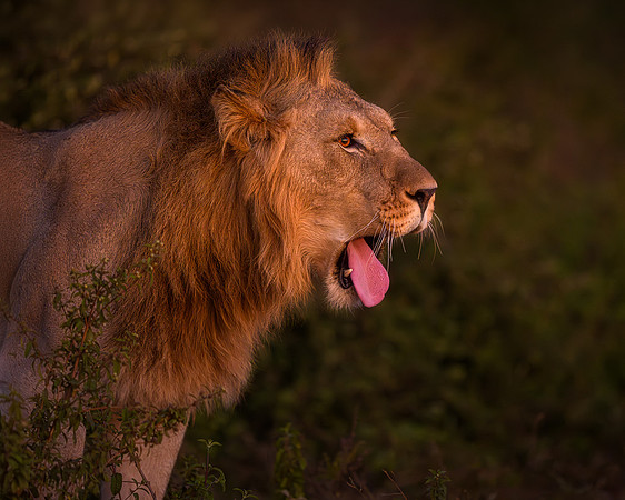 BON-South-Africa-Madikwe-Hills-Safari-Young-Male-Lion - May 2026 - 5:4