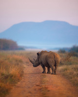 BON-South-Africa-Madikwe-Hills-Safari-White-Rhino -  May 2026 - 4:5