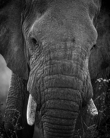 BON-South-Africa-Madikwe-Hills-Safari-Bull-Elephant-Mono - May 2026 - 4:5
