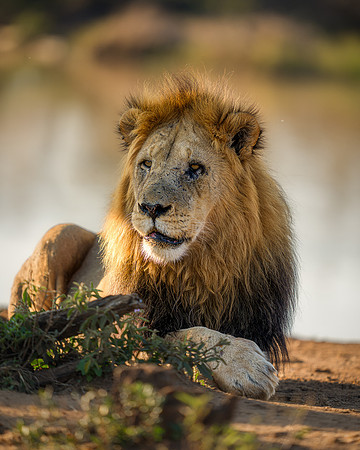 BON-South-Africa-Madikwe-Hills-Safari-Male-Lion- May 2026 - 4:5
