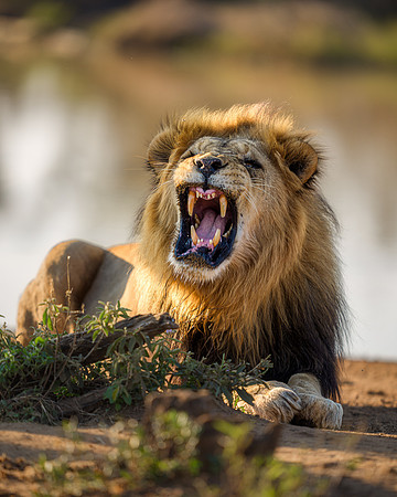 BON-South-Africa-Madikwe-Hills-Safari-Male-Lion- May 2026 - 4:5